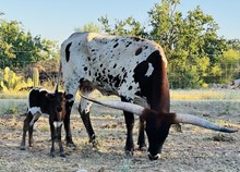 Heifer calf 212