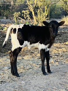 Heifer calf 203