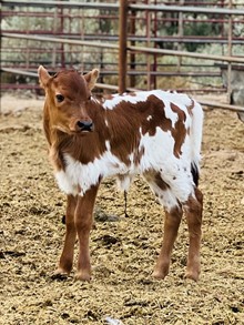 Heifer calf 214