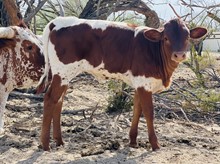 Heifer calf 206