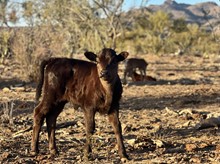 Bull calf 311 