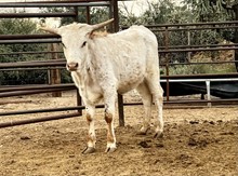 Heifer calf 205