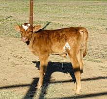 Clout bull calf 