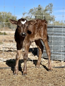 Heifer 302