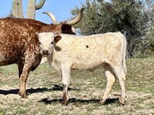 Heifer calf 211