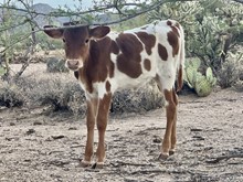 JL Heifer Calf 308