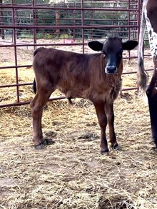 Unnamed bull calf