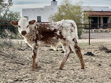 Tobasco Bull calf 213
