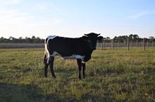 RD Delilah Rural Safari