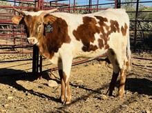 Unnammed heifer calf