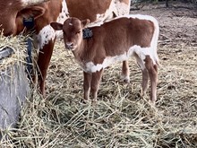 Unnamed heifer calf