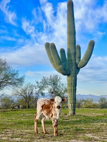 Tobasco Bull calf 213