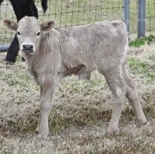 RO DIVINE DOLLY BULL CALF 