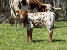 Black Diamonds x Trumpters Idyl bull calf