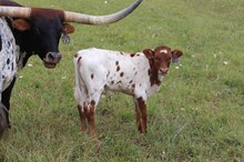 Scar Face x JL Rio Lady 006 heifer